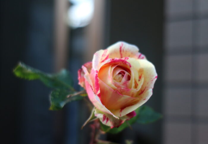 イイね！ボタンを押す