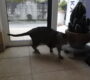 ブラウス