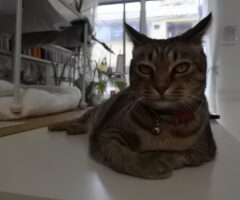 ハウスの続き