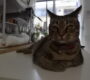 ハウスの続き