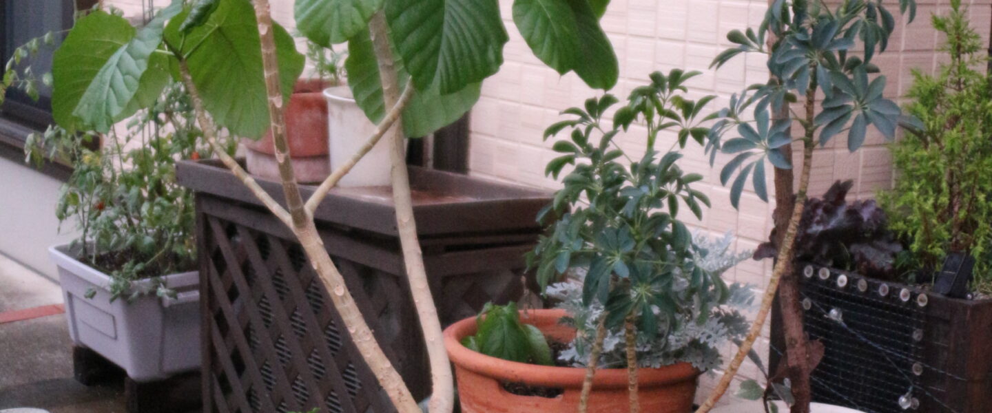 観葉植物の植え替え