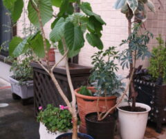 観葉植物の植え替え