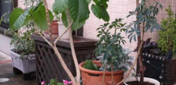観葉植物の植え替え
