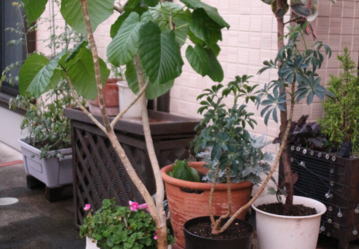 観葉植物の植え替え