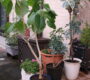 観葉植物の植え替え
