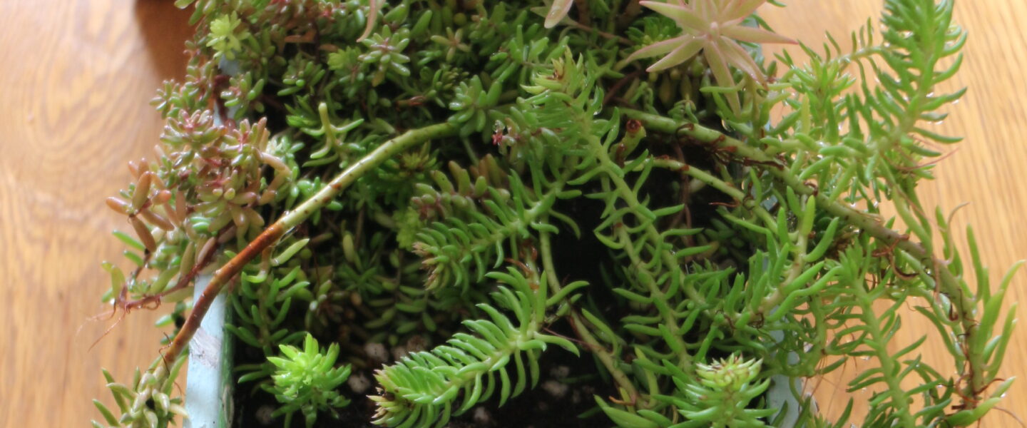 植える