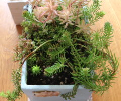 植える