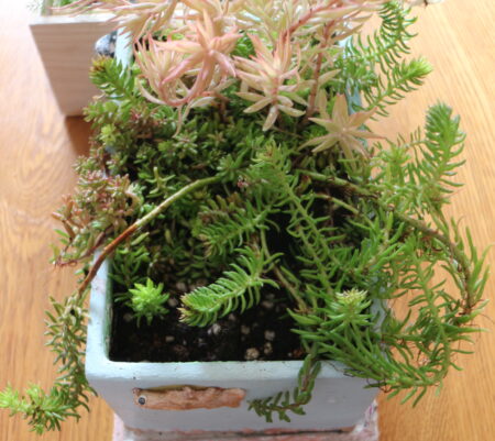 植える