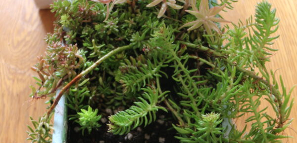 植える
