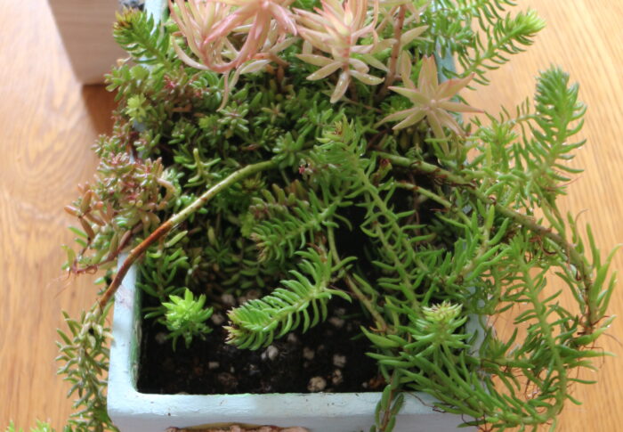 植える