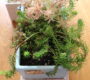 植える