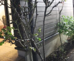 添え木