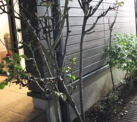 添え木