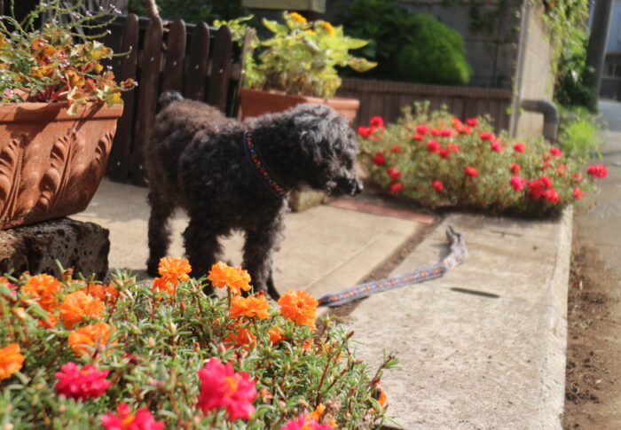 アメリカンクッキー