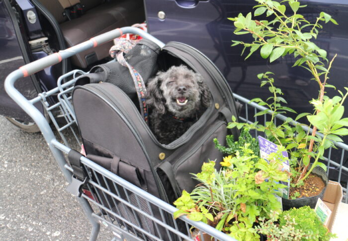 ミシンステッチ