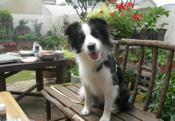 蜘蛛の巣シャツ