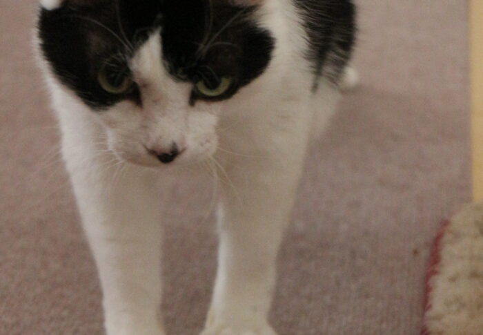 ゆずジャム作り