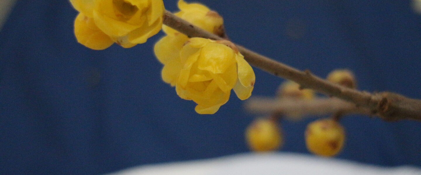 キルト&アップルパイ