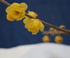 キルト&アップルパイ