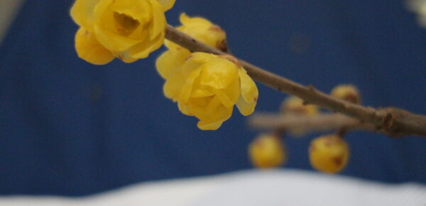 キルト&アップルパイ