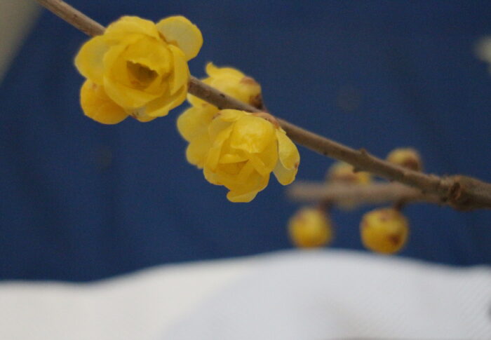 キルト&アップルパイ