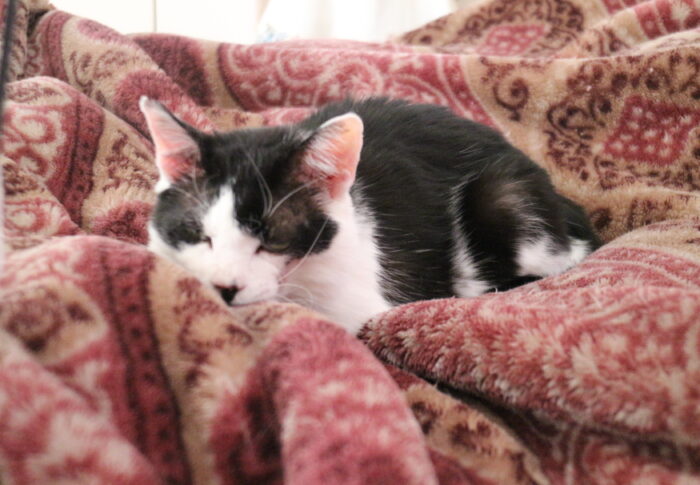 アンとアンディー