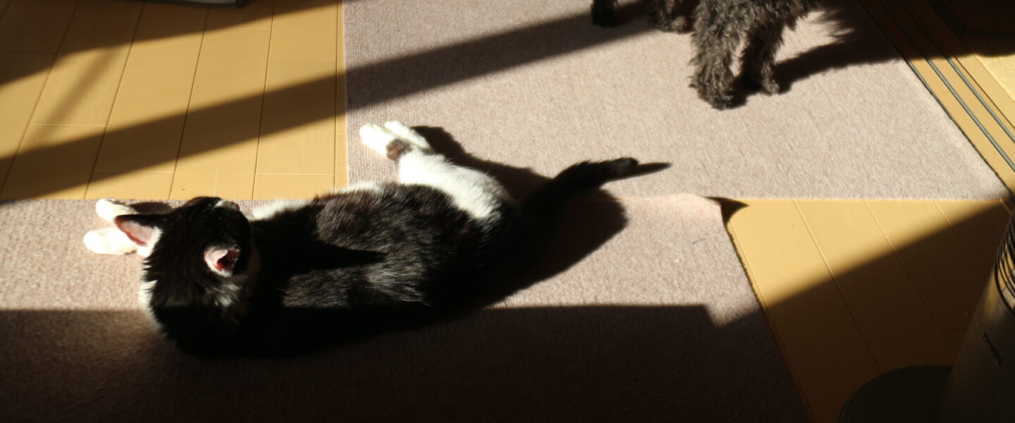 わかんないけど