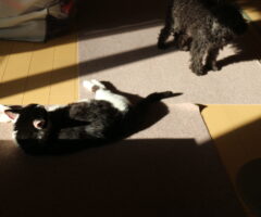 わかんないけど