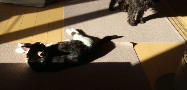 わかんないけど