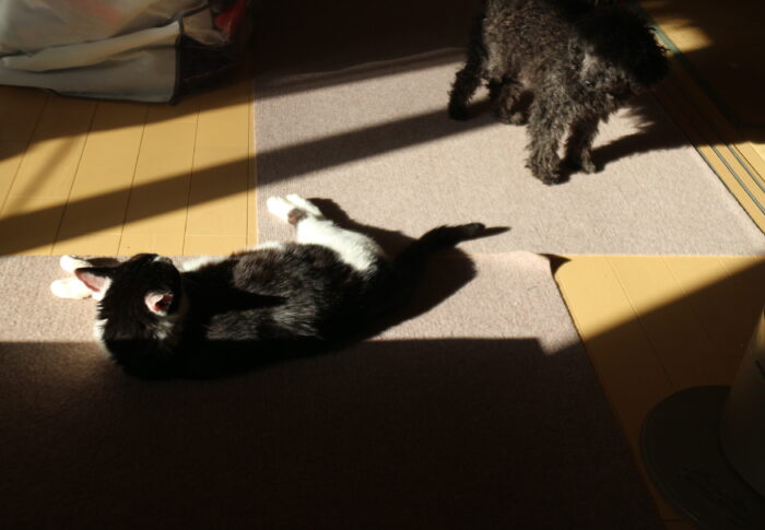 わかんないけど