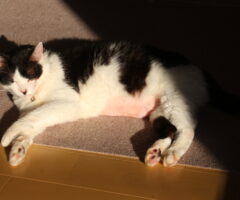 どんぐりブローチ