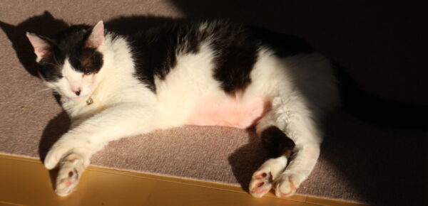 どんぐりブローチ