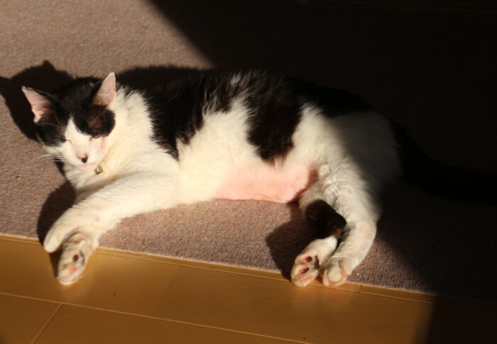 どんぐりブローチ