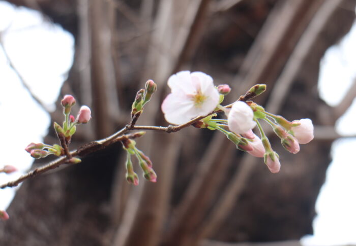 桜