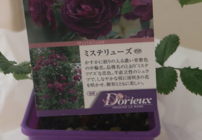 バラが来た