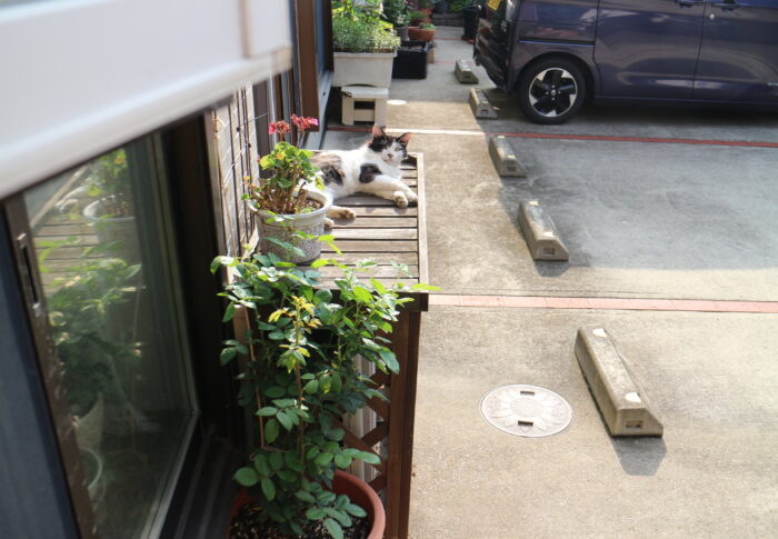 持ち手