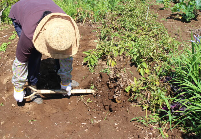 畑に行く
