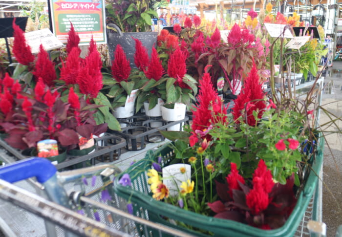 花を買いに