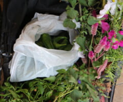 芋掘り
